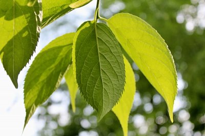 Eucommia ulmoides - gumojilm jilmovitý - listy líc a rub